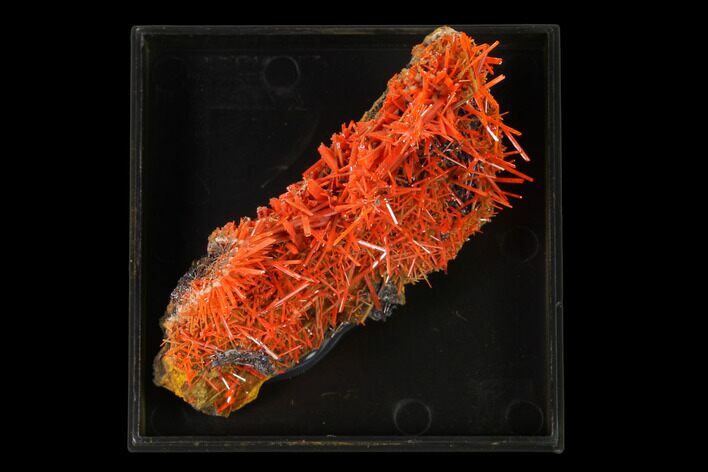 Bright Orange Crocoite Crystal Cluster - Tasmania #148525